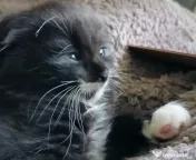 Baietei Scottish Fold si straight, adorabili si empatici isi cauta Omul