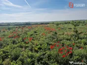 Teren extravilan de 3500 mp de vanzare in Remetea Mare 