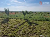 Teren extravilan de 3500 mp de vanzare in Remetea Mare 