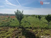 Teren extravilan de 3500 mp de vanzare in Remetea Mare 