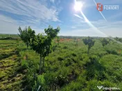 Teren extravilan de 3500 mp de vanzare in Remetea Mare 