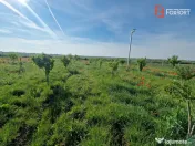 Teren extravilan de 3500 mp de vanzare in Remetea Mare 