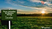 Teren intravilan pretabil constructii, Sacalaz- 961mp 