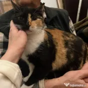 Pisicuta metis American Wirehair 