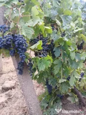 Struguri de vânzare 