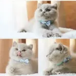 british shorthair blue rasa pura