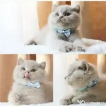 british shorthair blue rasa pura