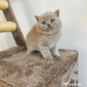 british shorthair blue rasa pura 