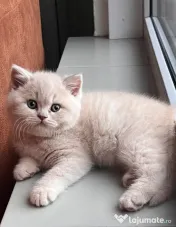 british shorthair blue rasa pura 