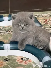 british shorthair blue rasa pura 