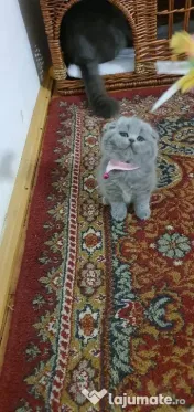 british shorthair blue rasa pura 