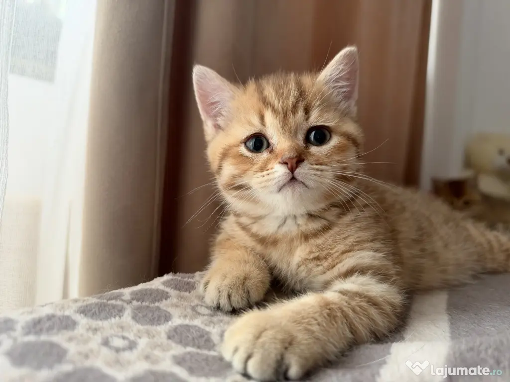 British Shorthair – Golden Tabby & Lilac