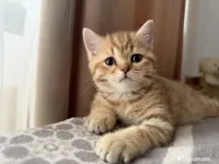 British Shorthair – Golden Tabby & Lilac