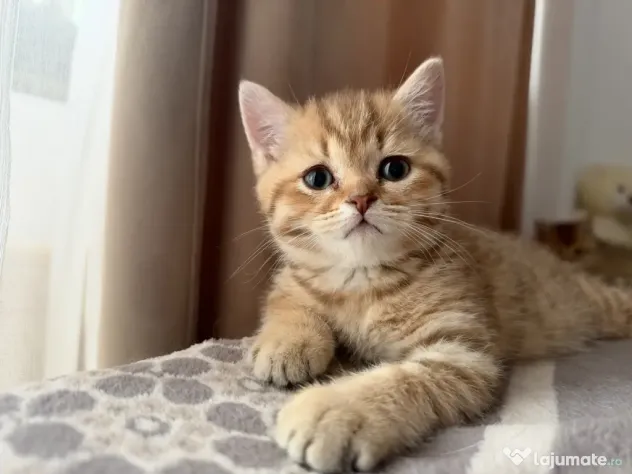 British Shorthair – Golden Tabby & Lilac