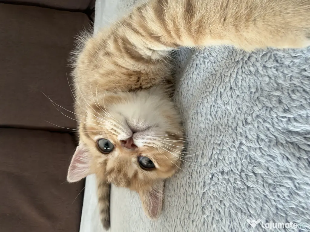 British Shorthair – Golden Tabby & Lilac