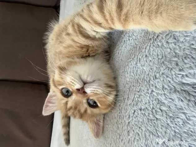 British Shorthair – Golden Tabby & Lilac