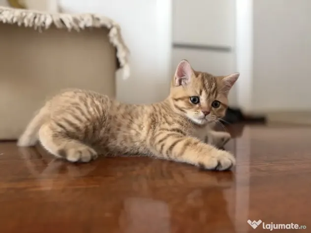 British Shorthair – Golden Tabby & Lilac