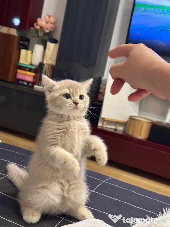 British Shorthair – Golden Tabby & Lilac