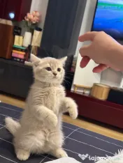 British Shorthair – Golden Tabby & Lilac 