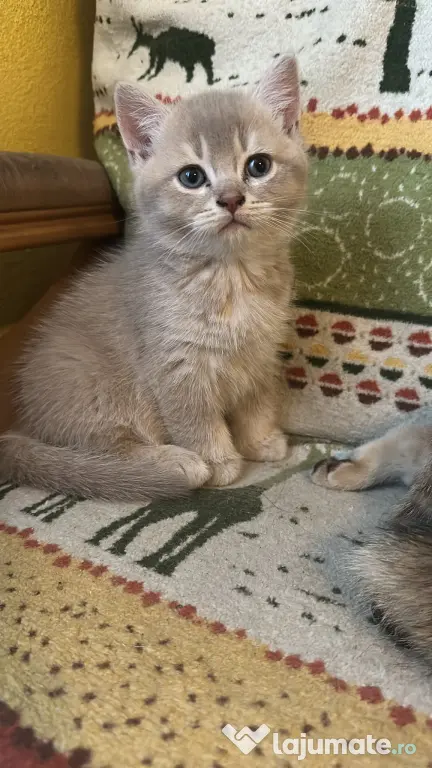 British Shorthair – Golden Tabby & Lilac