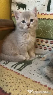British Shorthair – Golden Tabby & Lilac 