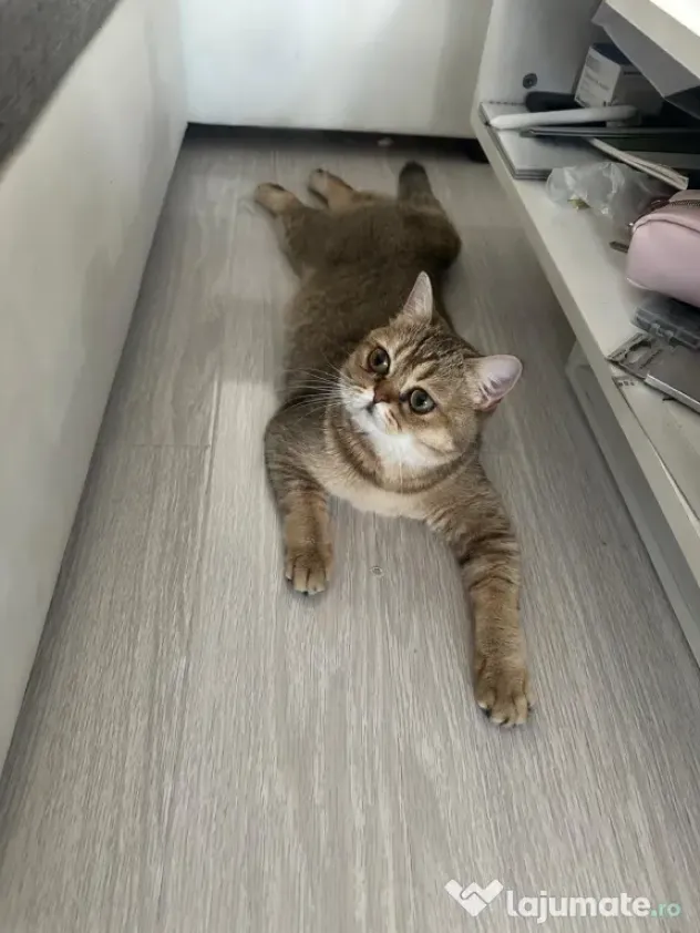 British Shorthair – Golden Tabby & Lilac