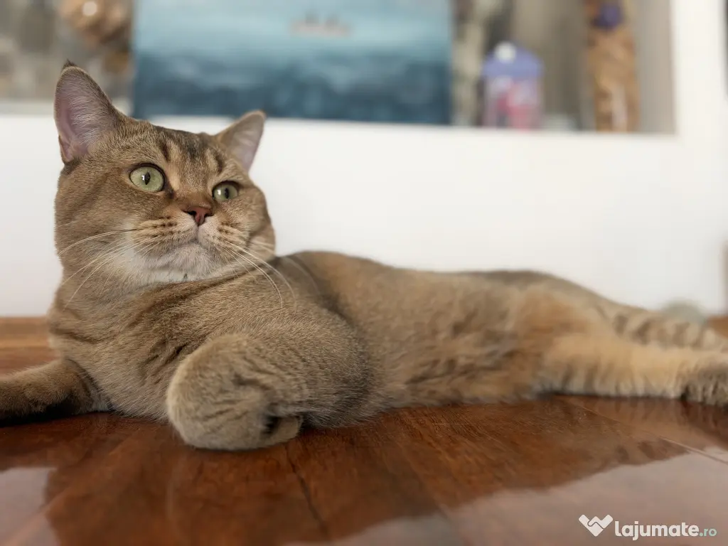 British Shorthair – Golden Tabby & Lilac