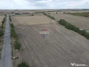 Teren 117,600 mp Pecica 
