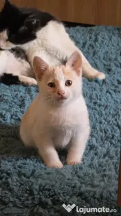 Motanel spre adopție 
