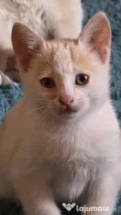 Motanel spre adopție 