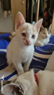 Motanel spre adopție 