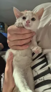 Motanel spre adopție 