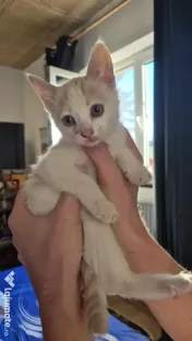 Motanel spre adopție 