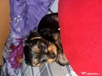 Vând puii Yorkshire terrier! 