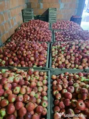 Mere de vanzare din soiurile Ionatan și Florina 