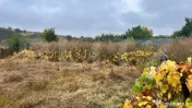 Teren intravilan, 4400 mp, zona Centrală - Urechești 