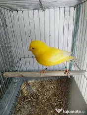 Vand Canari de culoare 
