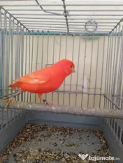 Vand Canari de culoare 