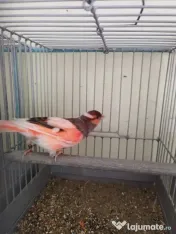 Vand Canari de culoare 