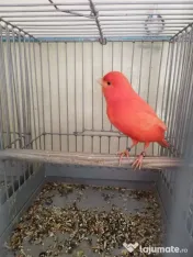 Vand Canari de culoare 
