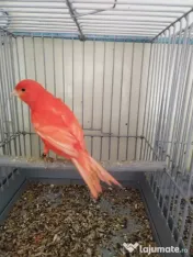 Vand Canari de culoare 