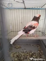 Vand Canari de culoare 