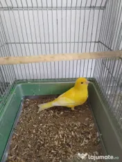 Vand Canari de culoare 