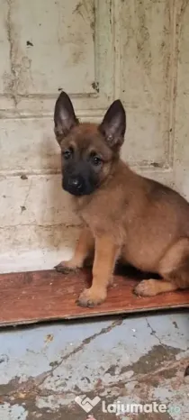 Animal de companie
