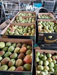Vand pere Lukas pentru consum 