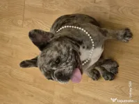 Mascul buldog francez 