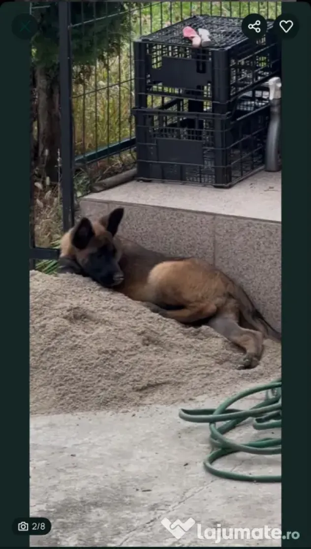 Femela Ciobanesc Belgian Malinois Rasa Pura