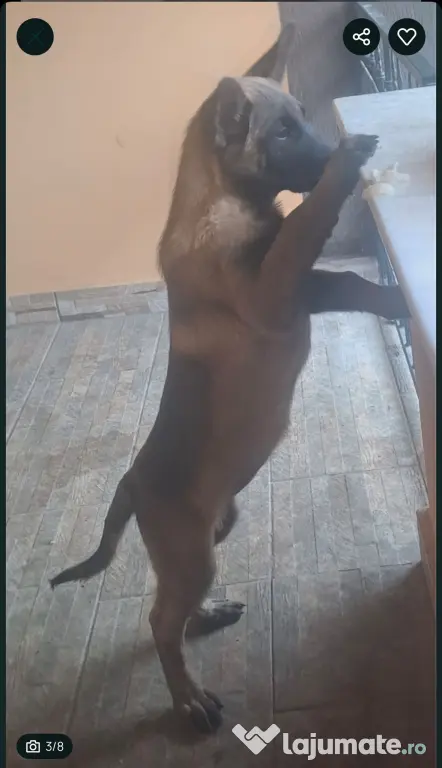 Femela Ciobanesc Belgian Malinois Rasa Pura