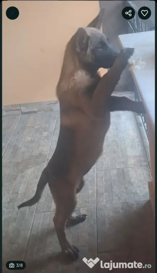 Femela Ciobanesc Belgian Malinois Rasa Pura