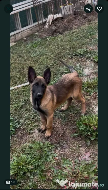 Femela Ciobanesc Belgian Malinois Rasa Pura